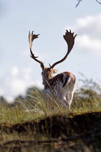 Rear view of deer walking on field against sky