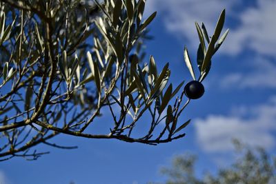 Low angle view of fruits on tree against sky