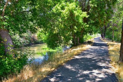 Empty road along trees