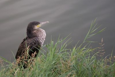 Bird perching on a lake