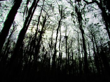 Low angle view of trees in forest