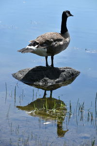 Canada goose on a rock at a pond