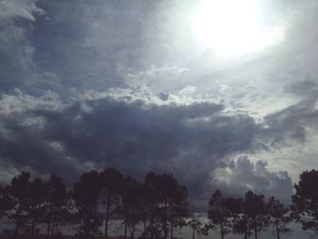 Low angle view of trees against sky