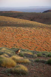 Dog standing on field