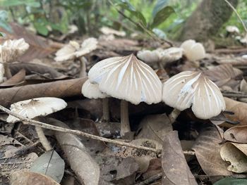 oyster mushroom