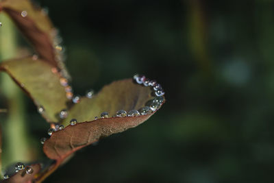 Close-up of raindrops on leaves