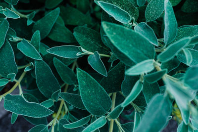 Full frame shot of leaves