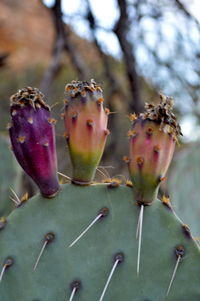 Close-up of prickly pear cactus