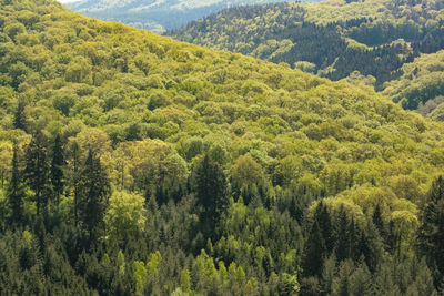 Scenic view of forest