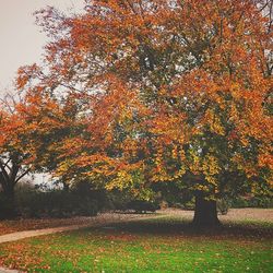 Autumn trees on field