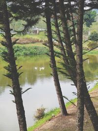 Scenic view of lake in forest