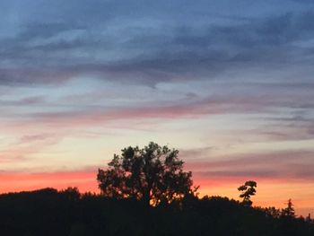 Silhouette of trees at sunset