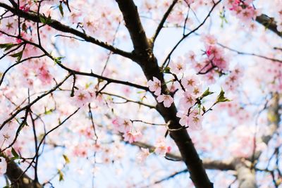 Low angle view of cherry blossoms in spring