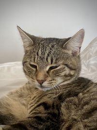 Portrait of cat in pet bed