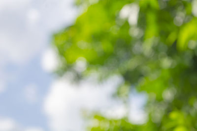 Close-up of plants against blurred background