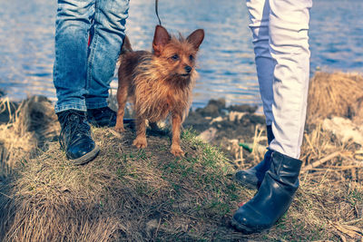 Low section of person with dog standing on land