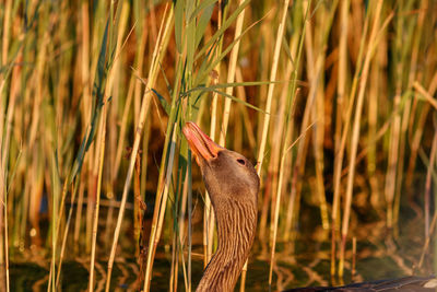 Close-up of a bird on grass