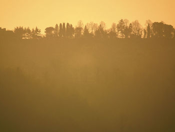 Close-up of trees against sky at sunset