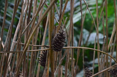 Close-up of a pine cone on a land