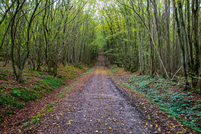 Road amidst trees in forest