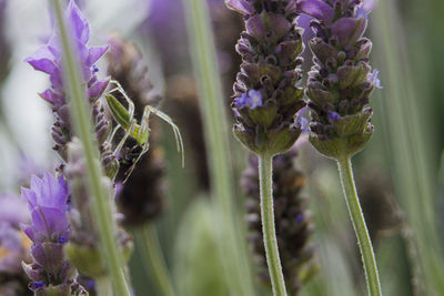 Close-up of insect on purple flower