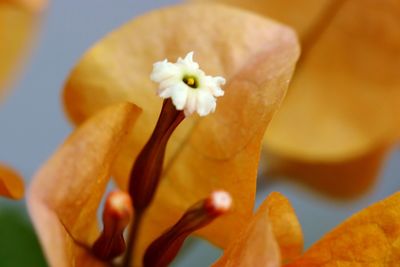 Close-up of day lily blooming outdoors