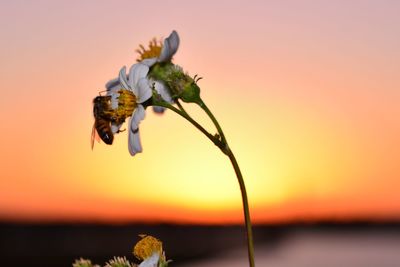 Low angle view of insect on flower against sky during sunset