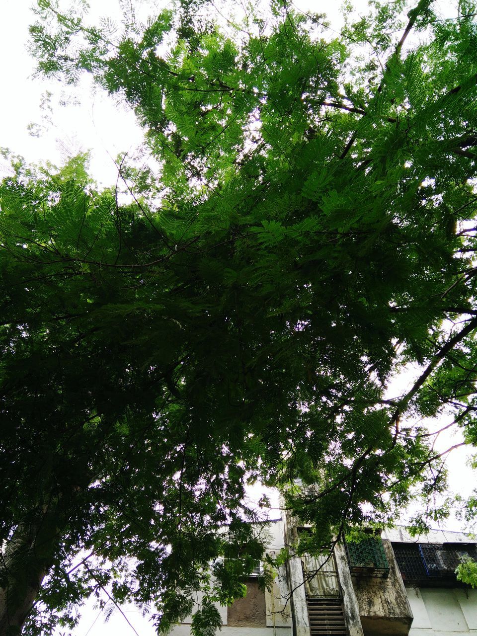 tree, growth, branch, green color, building exterior, low angle view, built structure, architecture, nature, day, lush foliage, clear sky, plant, outdoors, leaf, green, no people, sky, city, building