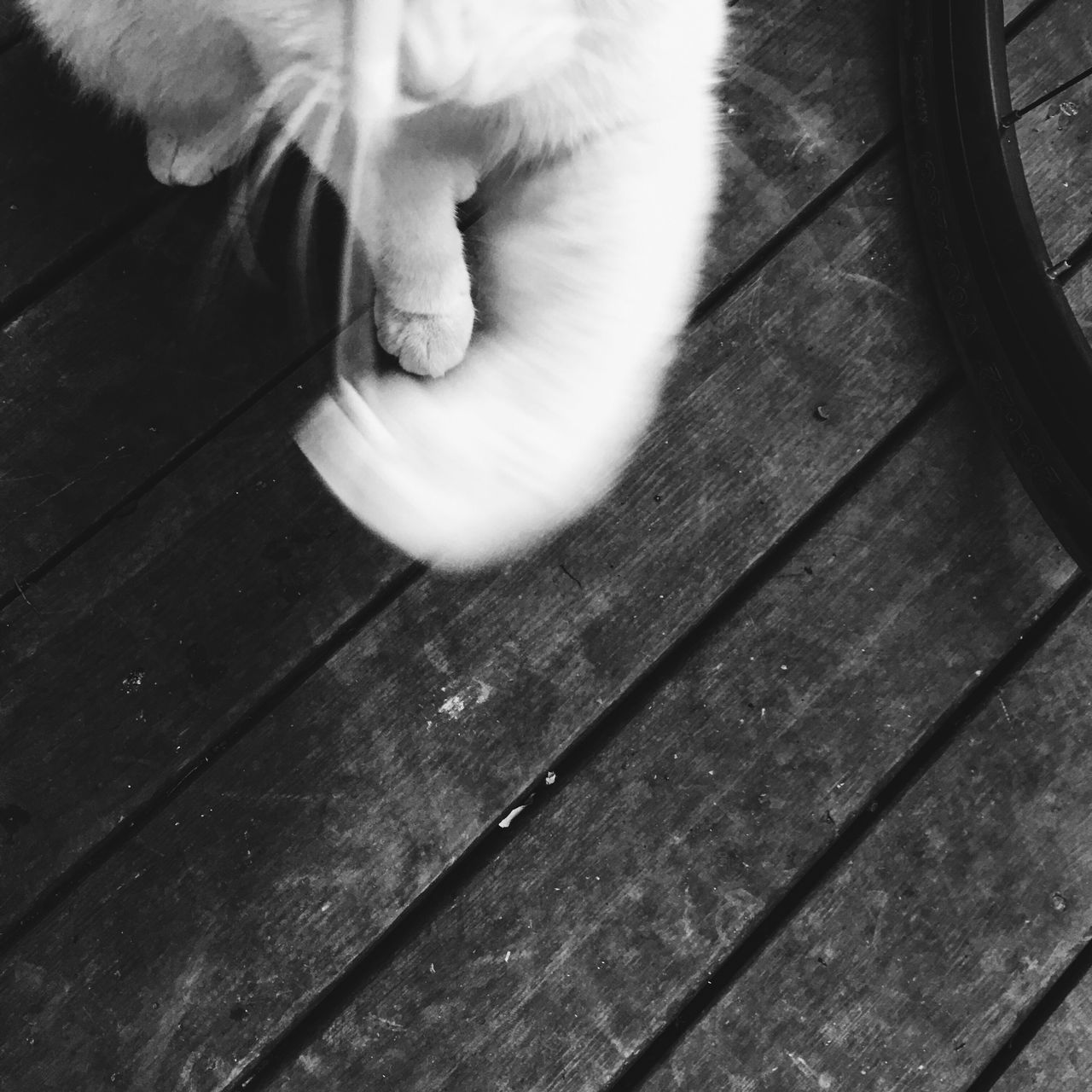 HIGH ANGLE VIEW OF CAT RESTING ON FLOOR