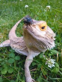 Close-up of a lizard on land