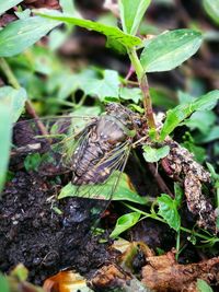 Close-up of insect on plant