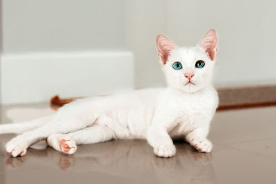 Portrait of white cat on floor