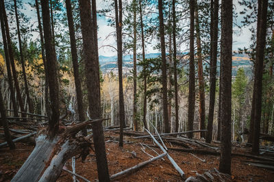 Trees in forest