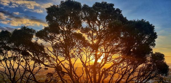 Low angle view of silhouette trees against sky during sunset