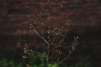 Close-up of dry plant during sunset