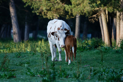 Cow and calf in the forest