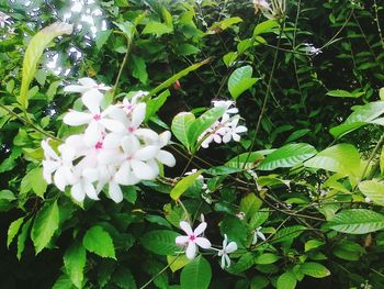 Close-up of white flowers