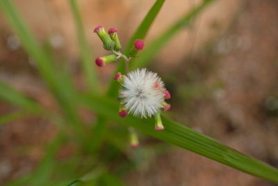 Close-up of white flowering plant