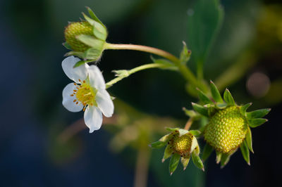 Close-up of white flowering plant