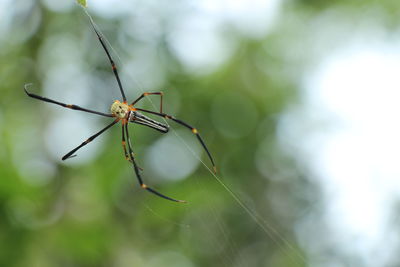 Close-up of spider