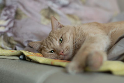 Close-up of cat lying down