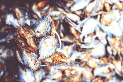 Close-up of dried fish on leaf