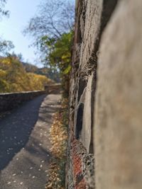 Surface level of road against trees