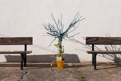 Potted plant between benches