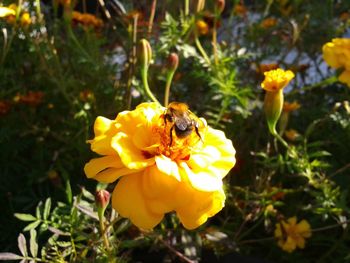 Close-up of bee pollinating flower