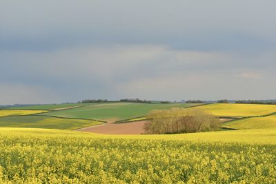 Scenic view of a rapeseed field against sky
