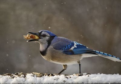Close-up of bird on snow eating