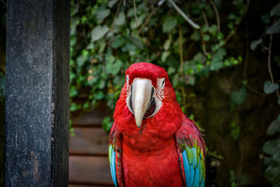 Close-up of parrot