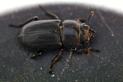 Close-up of insect