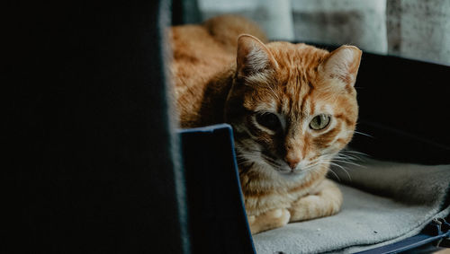 Close-up portrait of a cat